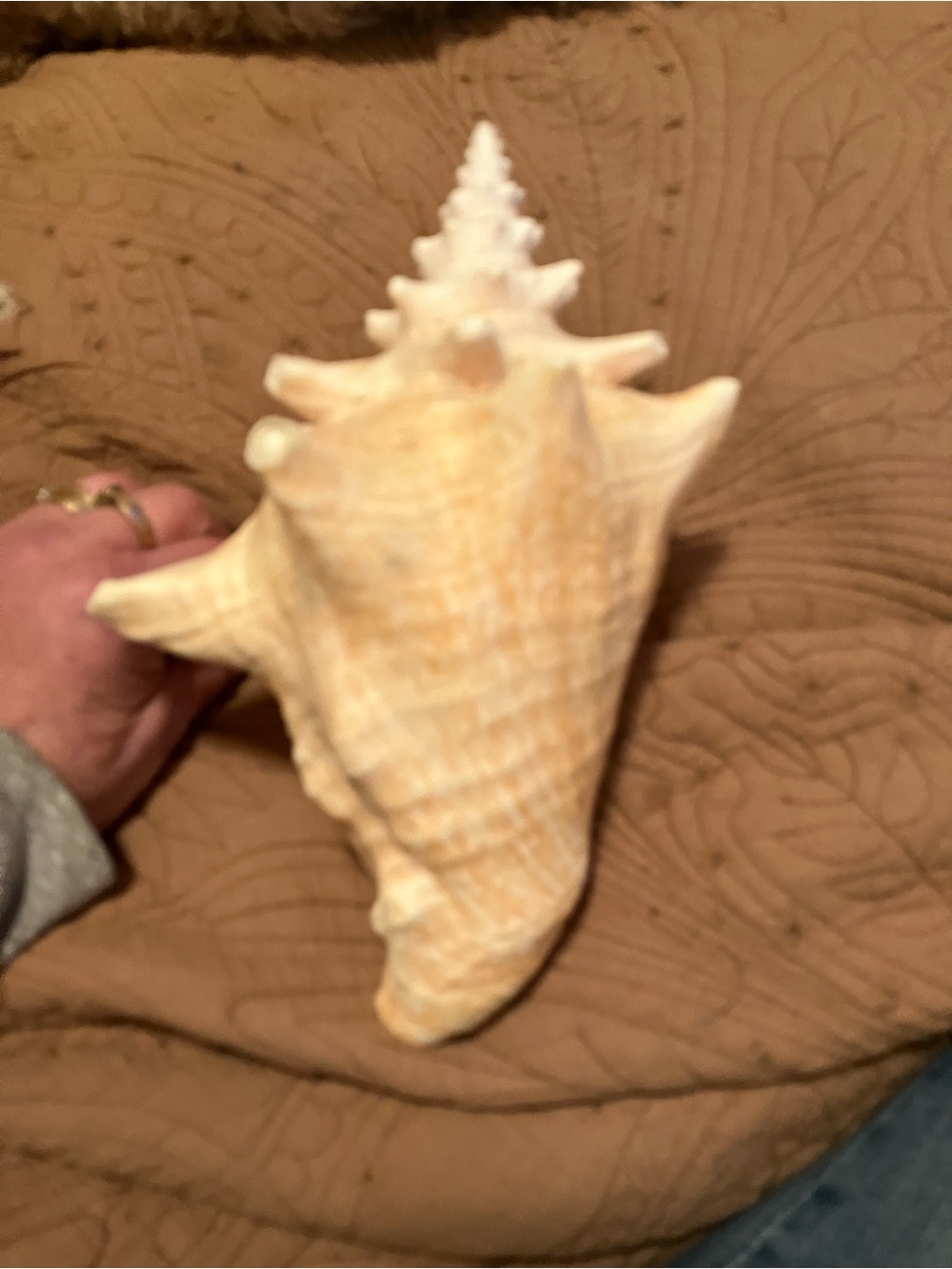 Large Queen Conch Shell - Picture 3 of 8